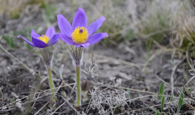 Rüya otu. Rüya otlarının ilk bahar mor çiçekleri. Vahşi mor orman çiçekleri. Bahar arkaplanı, Paskalya çiçekleri, Anneler Günü, 8 Mart.