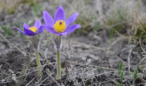 Rüya otu. Rüya otlarının ilk bahar mor çiçekleri. Vahşi mor orman çiçekleri. Bahar arkaplanı, Paskalya çiçekleri, Anneler Günü, 8 Mart.