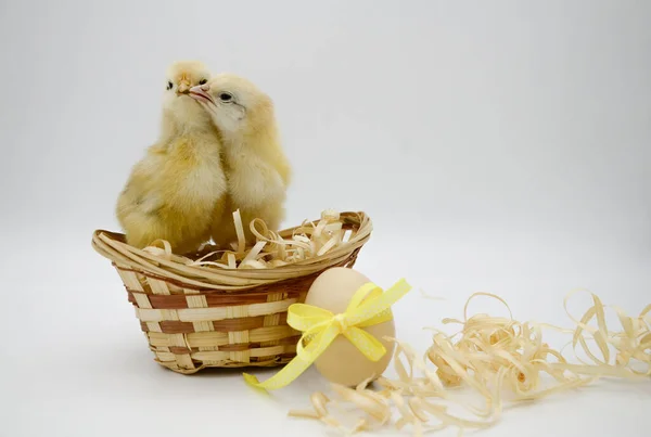 Two Small Fluffy Newborn Chick Sitting Kissing Egg Basket Yellow — Stock Fotó