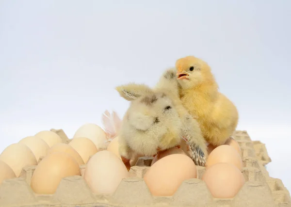 Dos Pequeños Polluelos Recién Nacidos Esponjosos Abrazándose Embalaje Huevos Fondo — Foto de Stock