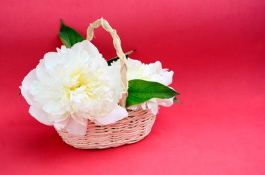 Kırmızı arka planda beyaz şakayıklar ve taç yaprakları. Sevgililer Günü Konsepti, Kadınlar Günü, Anneler Günü.