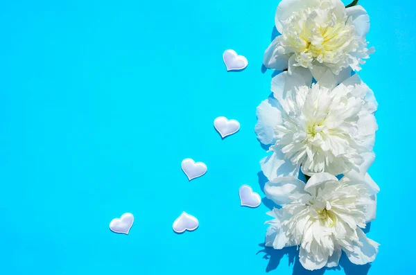 Beyaz şakayıklar, mavi arka planda fotokopi alanı olan kalpler. Sevgililer Günü Konsepti, Kadınlar Günü, Anneler Günü.