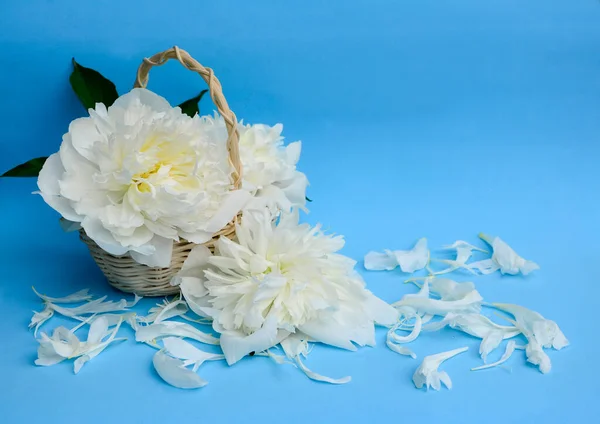 Mavi arka planda beyaz şakayıklar ve taç yaprakları.