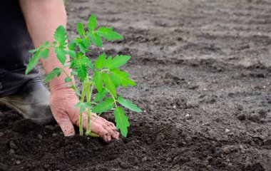 Yaşlı bir kadının elleri bahçeye domates fideleri ekiyor. Kopya alanı olan tarım kavramı arkaplanı.