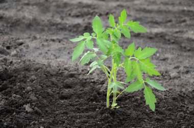 Genç domates fideleri bahçedeki toprağa ekilir. Metin için alanı olan tarım arkaplanı.