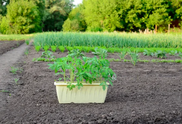 Bahçede domates fidanlarıyla dolu bir kutu. Tarım kavramı.