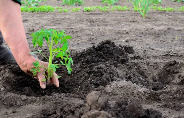Yaşlı bir kadının elleri bahçeye domates fideleri ekiyor. Kopya alanı olan tarım kavramı arkaplanı.