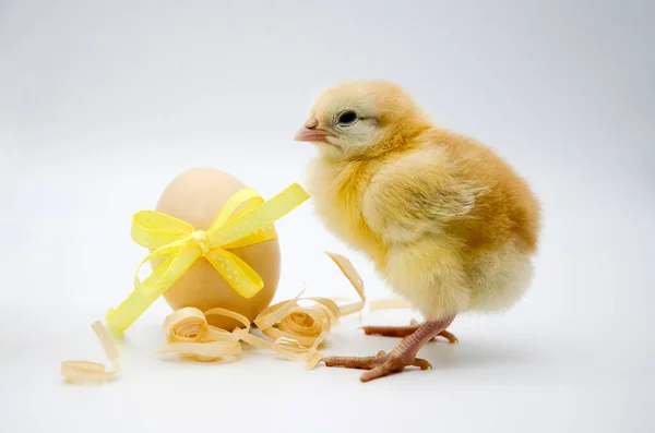 Pollito Recién Nacido Huevo Con Lazo Amarillo Sobre Fondo Blanco — Foto de Stock