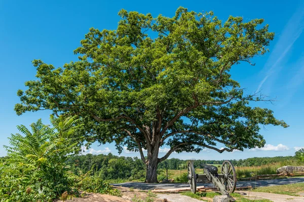 Canon Sotto Vecchio Bellissimo Albero Gettysburg Usa — Foto Stock