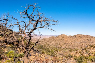 Joshua Tree Ulusal Parkı 'ndaki büyük çöl manzarası, ABD