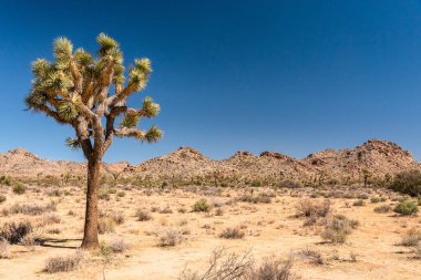 Joshua Tree Ulusal Parkı 'ndaki büyük çöl manzarası, ABD