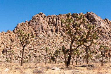 Joshua Tree Ulusal Parkı 'ndaki büyük çöl manzarası, ABD