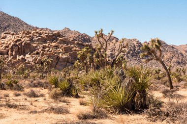 Joshua Tree Ulusal Parkı 'ndaki büyük çöl manzarası, ABD