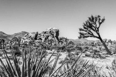 Joshua Tree Ulusal Parkı 'ndaki büyük çöl manzarası, ABD