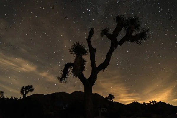 Joshua Tree Ulusal Parkı 'nda geceleyin bir Joshua ağacının silueti, ABD