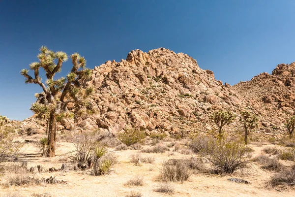 Joshua Tree Ulusal Parkı 'ndaki büyük çöl manzarası, ABD
