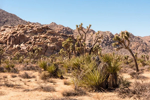 Gran Paisaje Desértico Parque Nacional Joshua Tree —  Fotos de Stock