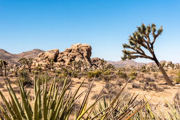 Joshua Tree Ulusal Parkı 'ndaki büyük çöl manzarası, ABD