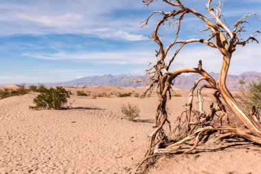 Sahne Mesquite Düz Kum Tepeleri Ölüm Vadisi, ABD
