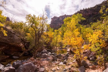ABD 'nin Zion NP kentindeki Left Fork Creek' i çevreleyen el değmemiş vahşi manzara