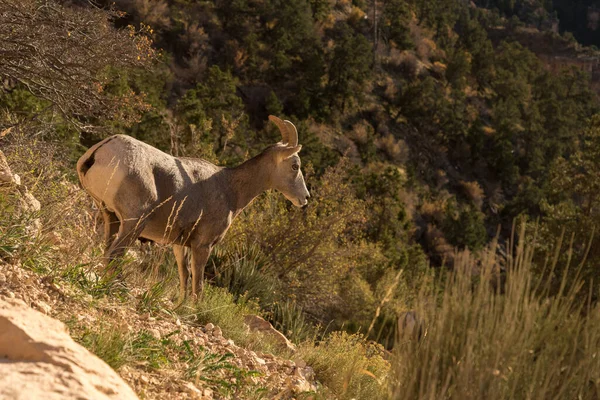 Widok Wielki Kanion South Kaibab Trail Arizona Usa — Zdjęcie stockowe