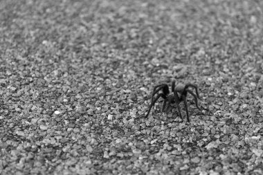 ABD 'deki Big Bend Ulusal Parkı' nda karayolunu geçen bir Tarantula örümceği