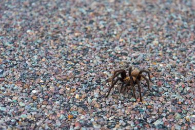 ABD 'deki Big Bend Ulusal Parkı' nda karayolunu geçen bir Tarantula örümceği