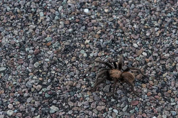 Uma Aranha Tarantula Atravessando Uma Estrada Parque Nacional Big Bend — Fotografia de Stock