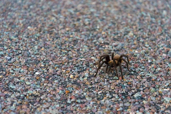 Een Tarantula Spin Kruising Een Rijweg Big Bend National Park — Stockfoto