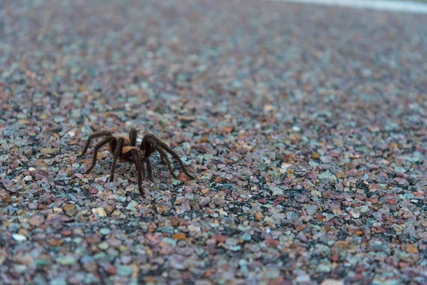 Uma Aranha Tarantula Atravessando Uma Estrada Parque Nacional Big Bend — Fotografia de Stock