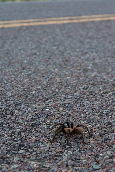 Een Tarantula Spin Kruising Een Rijweg Big Bend National Park — Stockfoto