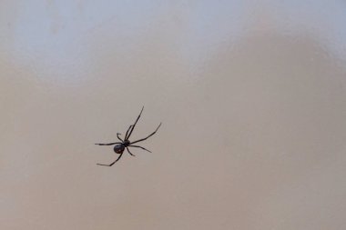 ABD 'deki Big Bend Naitonal Park' ta zehirli bir Kara Dul örümceği.