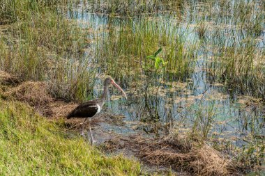 Juvenile Ibis Everglades Ulusal Parkı, ABD