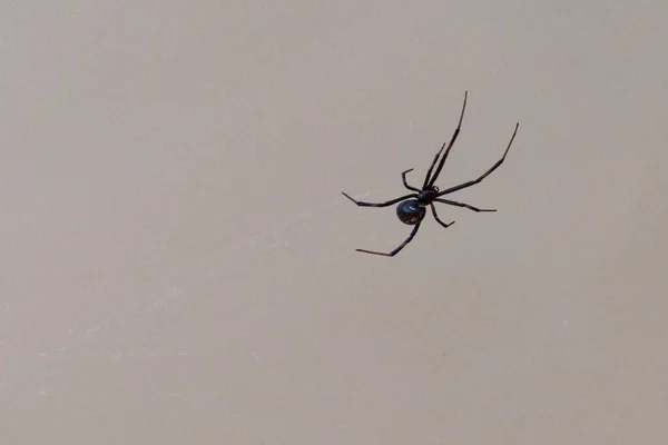 Отруйний Павук Чорної Вдови Національному Парку Біг Бенд Нейтонал Сша — стокове фото