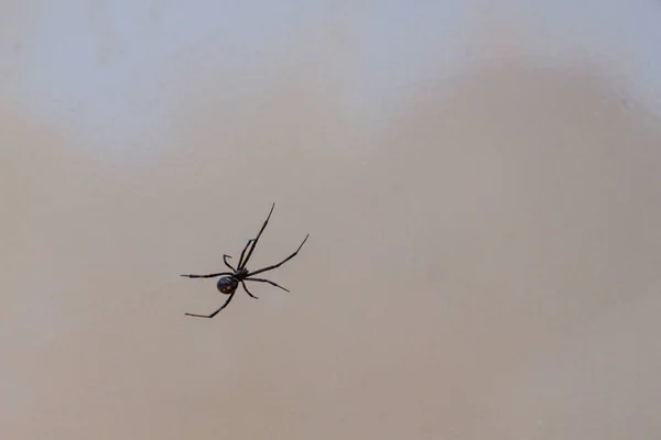 Een Giftige Zwarte Weduwe Spin Het Big Bend Naitonal Park — Stockfoto