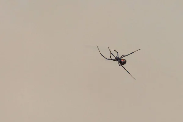 Uma Venenosa Aranha Viúva Negra Parque Naitonal Big Bend Eua — Fotografia de Stock