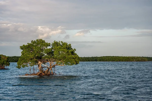 Egy Kis Mangrove Everglades Florida Usa — Stock Fotó