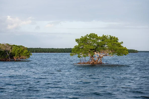 Egy Kis Mangrove Everglades Florida Usa — Stock Fotó