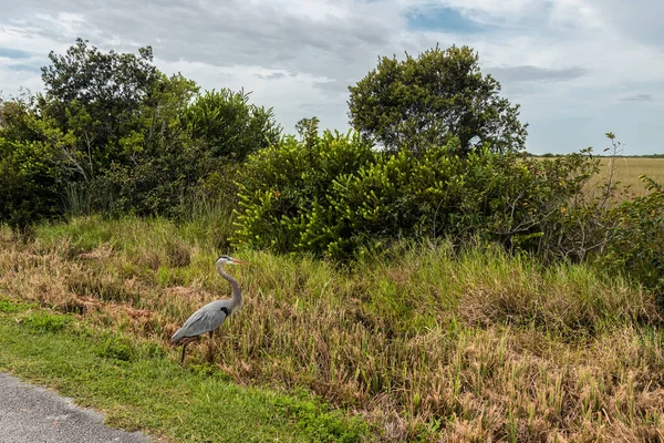 Egy Gém Madár Vadászat Everglades Nemzeti Parkban Usa — Stock Fotó