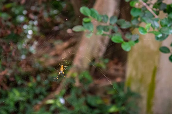 Golden Silk Spider Waiting Pres Everglades Eua — Fotografia de Stock