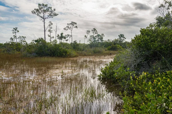 Szcenírozott Mocsári Táj Everglades Nemzeti Parkban Usa — Stock Fotó