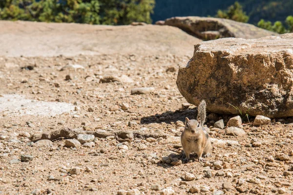 Lite Jordekorre Poserar Nyfiken Rocky Mountains National Park Usa — Stockfoto