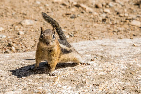 Ein Kleines Streifenhörnchen Posiert Neugierig Rocky Mountains National Park Usa — Stockfoto