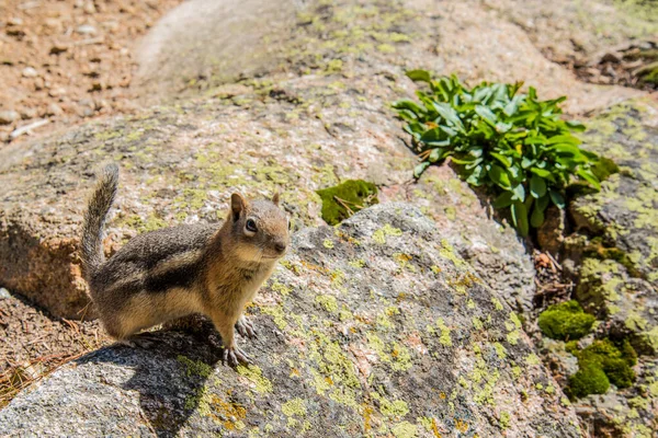 Ein Kleines Streifenhörnchen Posiert Neugierig Rocky Mountains National Park Usa — Stockfoto