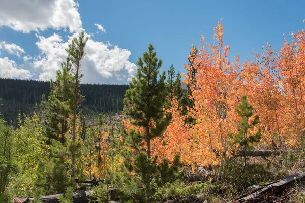 Coloridos Árboles Otoño Parque Nacional Las Montañas Rocosas — Foto de Stock