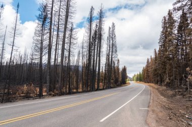 Otoyol, Yellowstone Ulusal Parkı 'ndaki yanan bir ormandan geçiyor.
