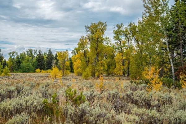 Árboles Arbustos Verdes Brillantes Parque Nacional Grand Teton Estados Unidos — Foto de Stock