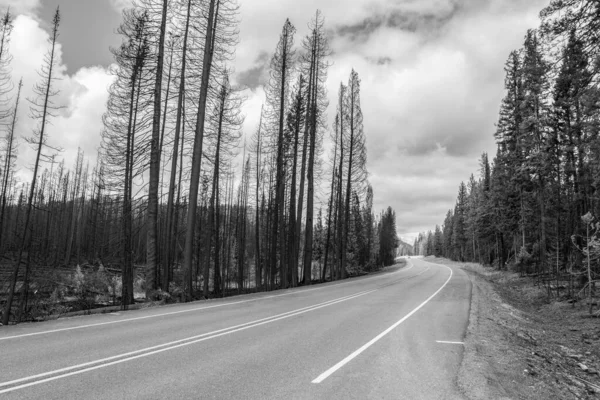 Snelweg Door Een Afgebrand Bos Het Yellowstone National Park Usa — Stockfoto