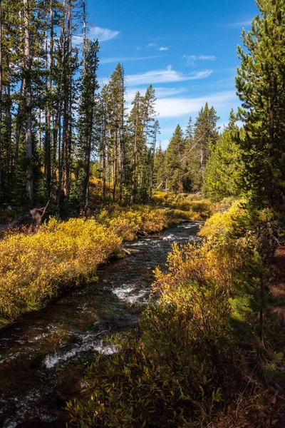 Pequeño Río Que Fluye Través Del Bosque Otoñal Yellowstone — Foto de Stock
