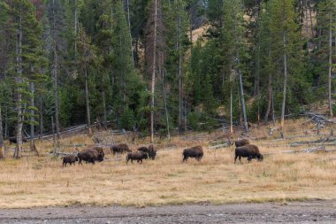 Yellowstone Ulusal Parkı 'nda otlayan bir bufalo sürüsü.